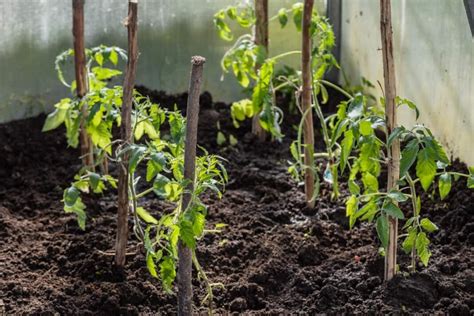 How To Stake Your Plants .